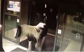 В Англии лошадь ворвалась в полицейский участок (+Видео)