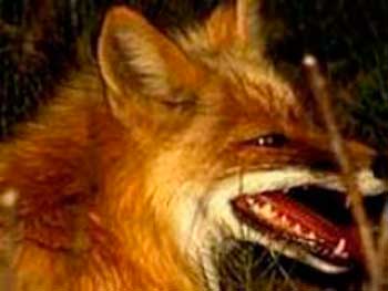 В Черкассах снова установлен случай бешенства лисицы