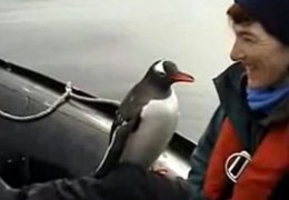 Пінгвін від страху застрибнув у човен до туристів (відео)