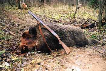 В Золотоношском районе задержан браконьер, убивший кабана