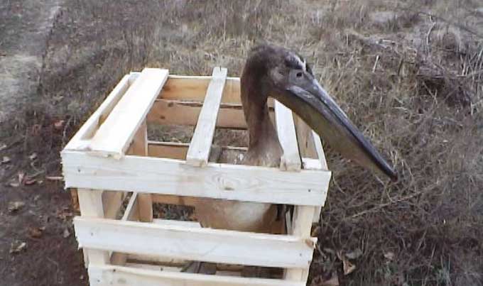 В Каневском районе спасли замерзающего самца-пеликана (фото, видео)