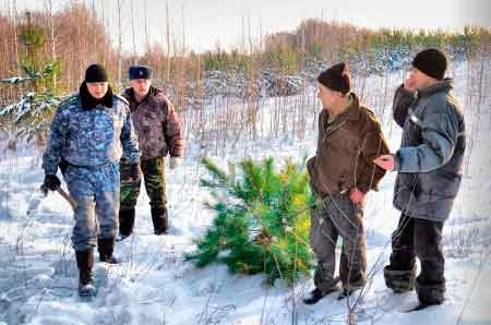 В Черкасской области установили размер штрафов за незаконные рубки новогодних елок