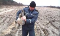 Поймали замерзающего пеликана
