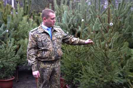 Лісівники Черкащини готові реалізувати 30 тисяч новорічних ялинок (адреси лісгоспів)