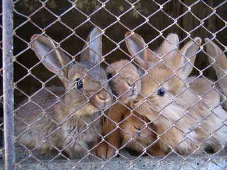 Задержана похитительница кроликов