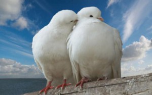 На День закоханих в Умані зберуться голубоводи із усієї України