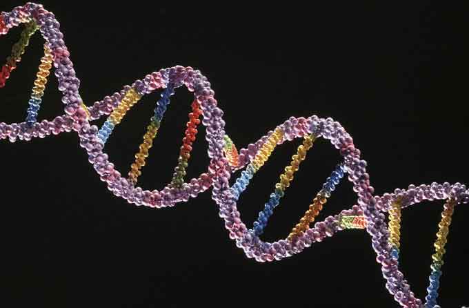 ДНК зможуть використовувати як біологічної «флешки»