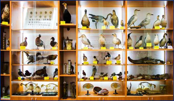 В Умані відкрили музей зоології