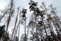 Поблизу Руської Поляни проходитиме санітарна вирубка лісу
