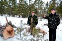 Поблизу Руської Поляни проходитиме санітарна вирубка лісу