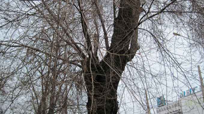 старе дерево у місті