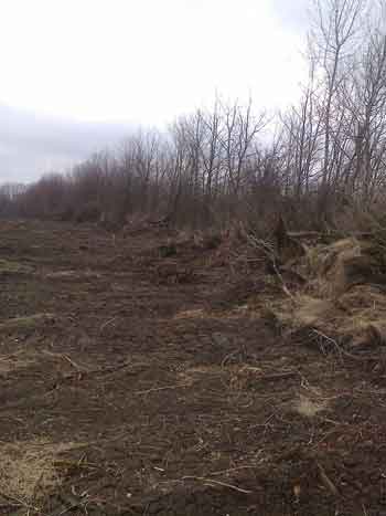 Мальовничий сад знищили поблизу села Антонівка Шполянського району Черкаської області