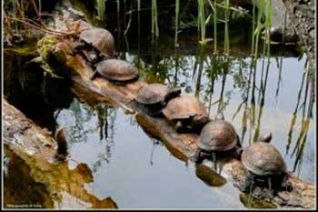 Європейська болотяна черепаха