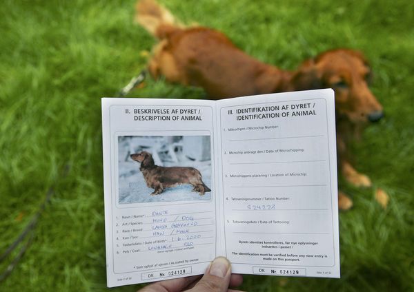 У Черкасах запровадять обов’язкову реєстрацію собак
