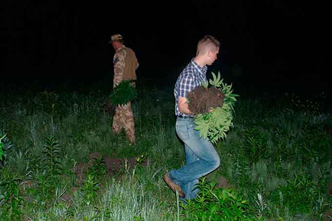 Правоохоронці знищили плантацію «елітної» коноплі, яку вирощували поблизу Черкас (фото, відео)