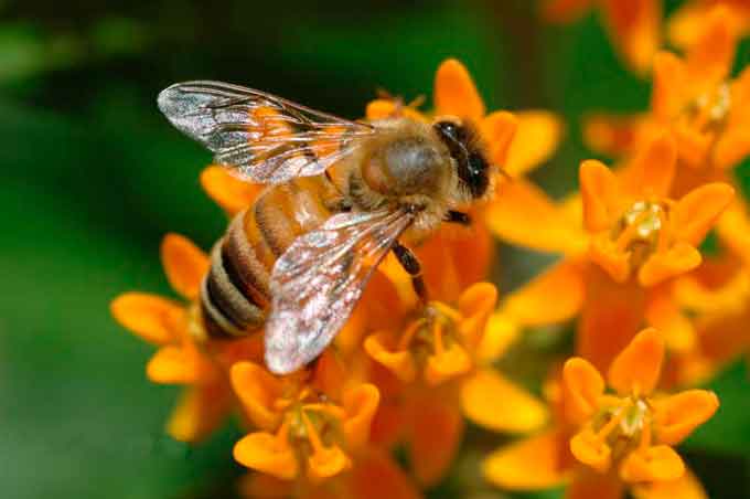 Комісія з’ясовує причини отруєння бджолосімей на Драбівщині