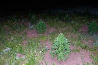 Правоохоронці знищили плантацію «елітної» коноплі, яку вирощували поблизу Черкас (фото, відео)