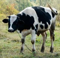 На Черкащині люди позбуваються корів