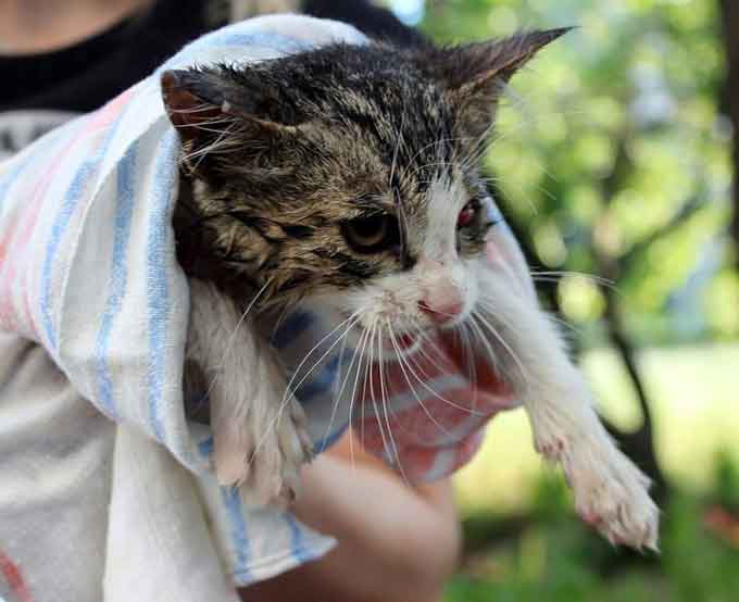 У Черкасах волонтери витягли кошеня з ліхтарного стовпа (фото)