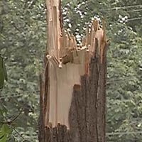 Дерево черкасцю вщент розтрощило легковик (відео)
