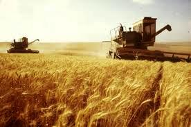 уборка ранних зерновых и зернобобовых культур
