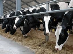 Про стан виробництва продукції тваринництва та поголів’я худоби в Уманському районі