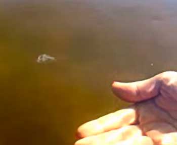 У Дніпрі поблизу Черкас у воді бачили медузу