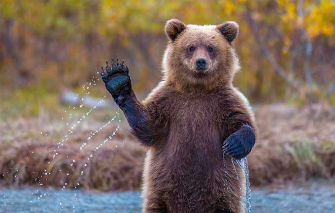 Від спеки ведмедів у черкаському зоопарку рятують прохолодним душем