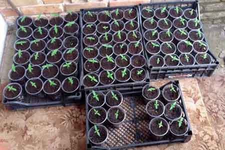 Из дома и приусадебного участка жителя города Черкассы оперативники изъяли около 140 кустов растений конопли, саженцы