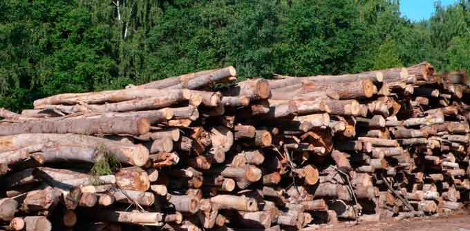 На Черкащині незаконно вирубують ліс