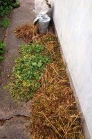 В Черкассах местный житель заботливо выращивал коноплю (фоторепортаж)
