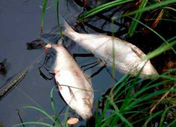 У Леськах масово гине риба, – екоінспекція