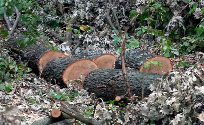 громадськість виявила понад 40 зрізаних дерев дуба