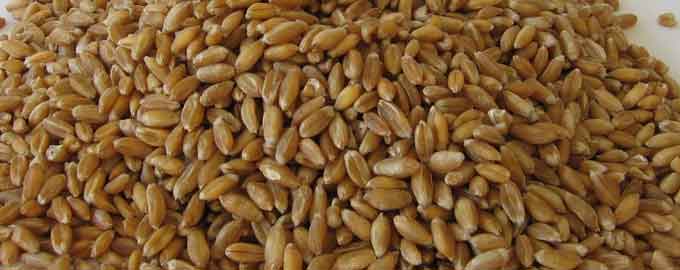 У Хрущівці вирощують стародавній врожайний сорт пшениці