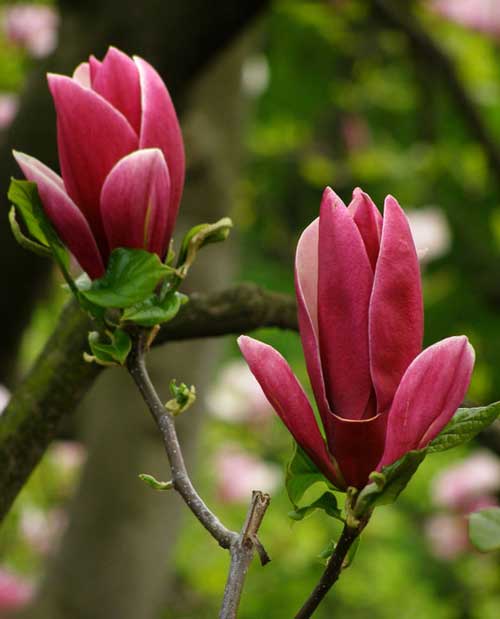 У Лисянці ростуть тюльпанові дерева