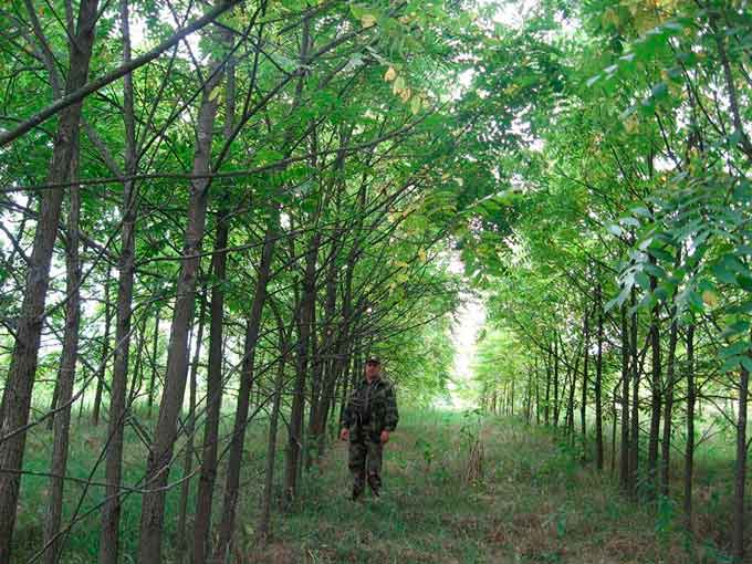Горіх чорний – нетрадиційна порода для лісів Черкащини. Проте його вирощування вже більш як десять років практикують в Кам96;янському лісгоспі й досягли непоганих результатів. 