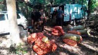 Школярі зібрали кількасот кілограмів овочів для фронту
