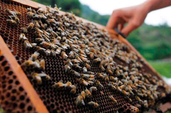 Бджолярі Драбівщини об’єднуються для відстоювання своїх інтересів