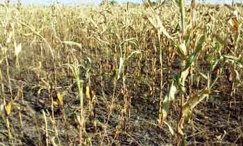 поле кукурудзи