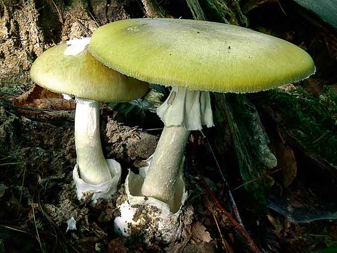 На Черкащині двоє жінок отруїлися грибами, одна з них померла