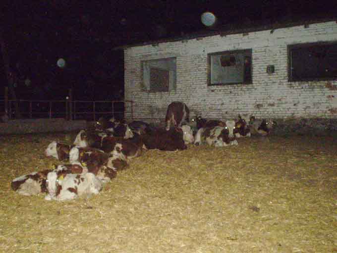 В Тальнівському районі рятувальники під час пожежі врятували стадо корів