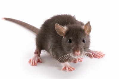 На Черкащині наловили півтисячі мишій для дослідів