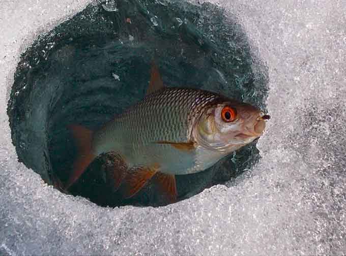 Через незначний шар льоду на черкаському Дніпрі риба почувається нормально. 