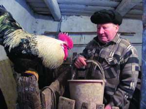 Кам’янчанин Володимир Тарасенко радить взимку пророщувати для курей зерно пшениці, ячменю, вівса. До зерна додає перебиту люцерну.