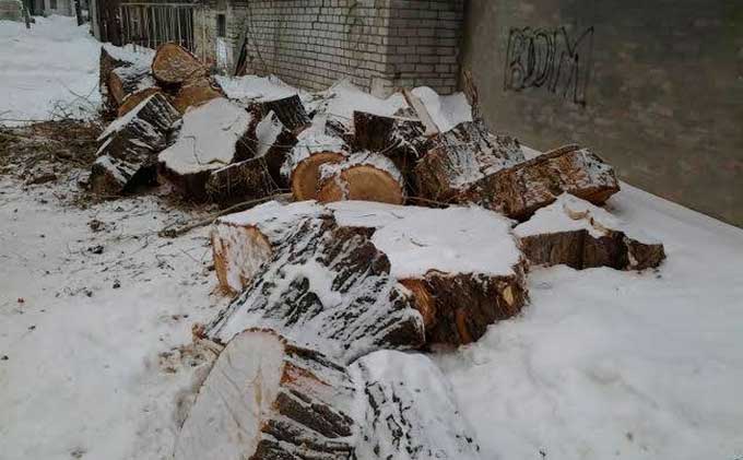 Жителі вул. Чекістів рятують останнє дерево від вирубки