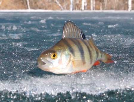 У Кременчуцькому водосховища рибі не вистачає кисню