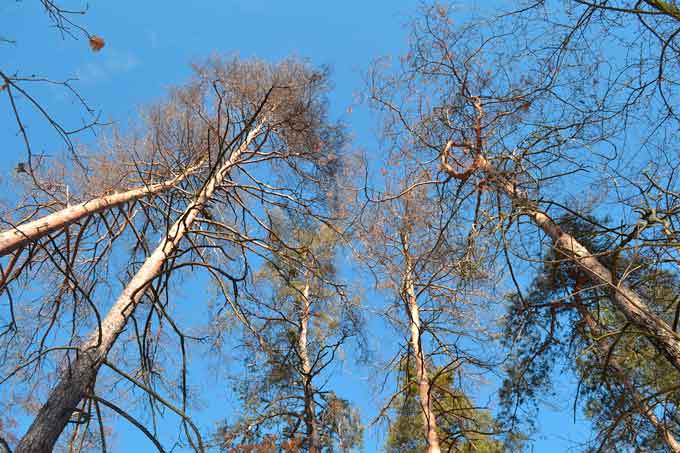 У Дахнівському лісництві Черкаського лісгоспу в кварталі 37, виділі 7.1 в березні проводитиметься суцільна санітарна вирубка лісу. Це ділянка поблизу Черкаського обласного кардіологічного центру, загальною площею в три гектари.