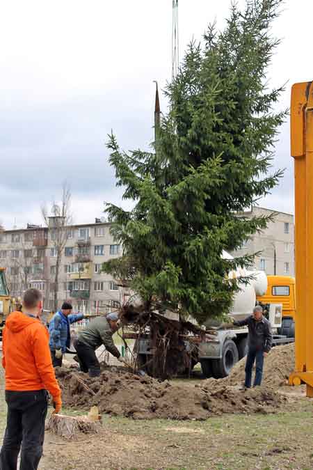 Шефи засадили ялинками двір канівської школи