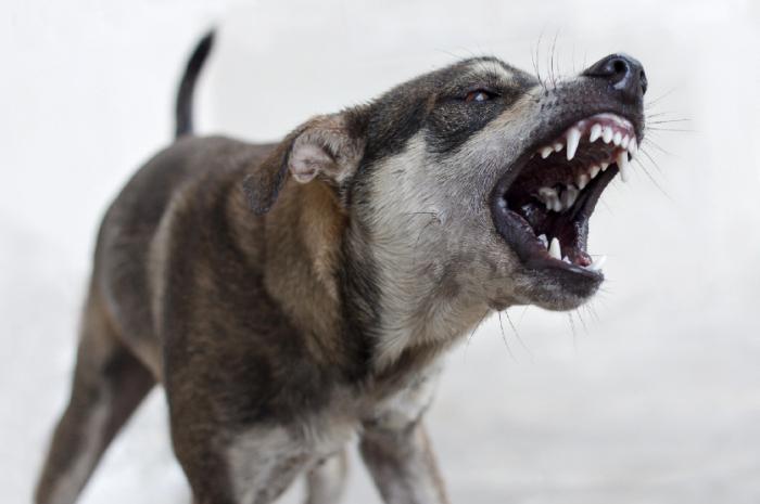 На смілян нападають зграї безпритульних собак