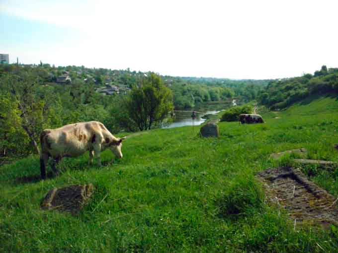 Тальнівських корів випасають на старому єврейському цвинтарі (фото)